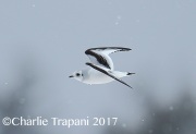 6S3A6594Ross's_Gull