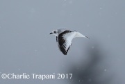 6S3A6595Ross's_Gull