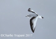 6S3A6598Ross's_Gull