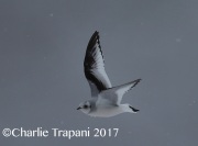 6S3A6599Ross's_Gull