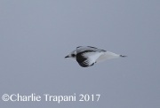 6S3A6606Ross's_Gull
