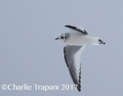 6S3A6608Ross's_Gull