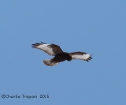 6S3A1787Rough-legged_Hawk