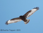 6S3A1806Rough-legged_Hawk