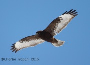 6S3A1809Rough-legged_Hawk