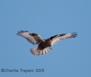 6S3A8438Rough-Legged_Hawk