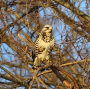 6s3a0917rough-leggedhawk
