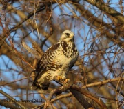 6s3a0923rough-leggedhawk