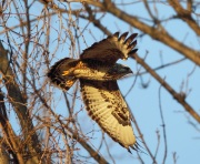 6s3a0927rough-leggedhawk