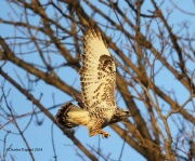 6s3a0928rough-leggedhawk