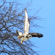 6s3a1443rough-leggedhawk