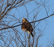 6s3a9076northernrough-leggedhawk