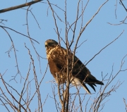 6s3a9078northernrough-leggedhawk