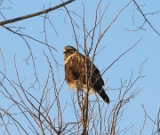 6s3a9079northernrough-leggedhawk