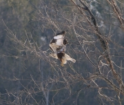 6s3a9192northernrough-leggedhawk