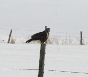 6s3a9461northernrough-leggedhawk