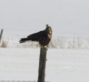 6s3a9464northernrough-leggedhawk