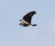 6s3a9490northernrough-leggedhawk