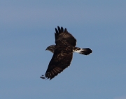 6s3a9494northernrough-leggedhawk
