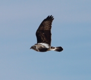 6s3a9495northernrough-leggedhawk