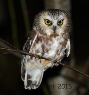 0J6A0003Saw-Whet_Owl