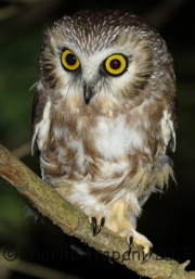 0J6A0132Saw-Whet_Owl
