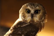 6S3A4695Saw-Whet_Owl