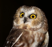 6S3A4705Saw-Whet_Owl