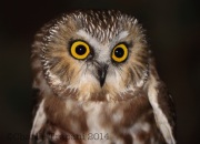 6S3A4706Saw-Whet_Owl