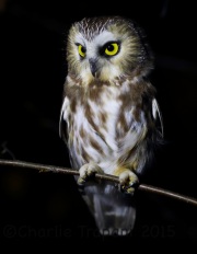 6S3A5428Saw-Whet_Owl