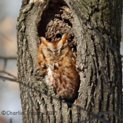 6S3A0971Eastern_Screech_Owl_red_morph