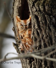 6S3A1003Eastern_Screech_Owl_Red_Morph