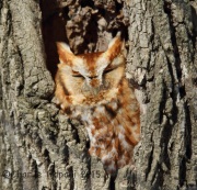6S3A1012Eastern_Screech_Owl