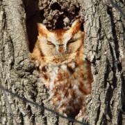 6S3A1054Eastern_Screech_Owl