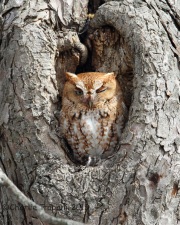 6S3A2588Eastern_Screech_Owl_RedMorph_Neffs