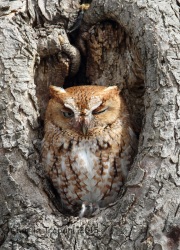 6S3A2589Eastern_Screech_Owl_Red