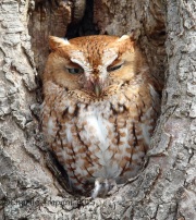 6S3A2596Eastern_Screech_Owl_RedMorph_Neffs