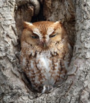6S3A2599Eastern_Screec_Owl_Red