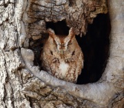 6S3A4114Eastern_Screech_Owl_Red_morph_York_PA