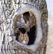 6S3A4123Eastern_Screech_Owl_Red_morph_York_PA