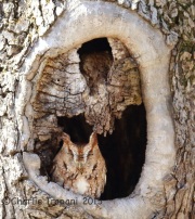 6S3A4126Eastern_Screech_Owl_Red_morph_York_PA