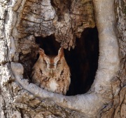 6S3A4128Eastern_Screech_Owl_Red_morph_York_PA