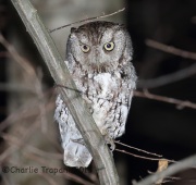 6S3A4591Eastern_Screech_Owl_Gray_Morph
