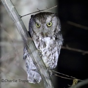 6S3A4592Eastern_Screech_Owl_Gray_Morph
