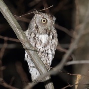 6S3A4615Eastern_Screech_Owl_Gray_Morph