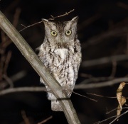 6S3A4617Eastern_Screech_Owl_Gray_Morph
