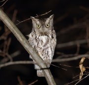 6S3A4618Eastern_Screech_Owl_Gray_Morph