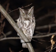 6S3A4622Eastern_Screech_Owl_Gray_Morph