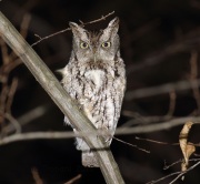 6S3A4627Eastern_Screech_Owl_Gray_Morph