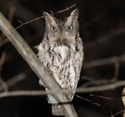 6S3A4631Eastern_Screech_Owl_Gray_Morph